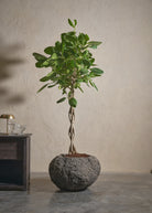 Small-Andesite-06-Yes-Plntd-Lifestyle_e89d9bce