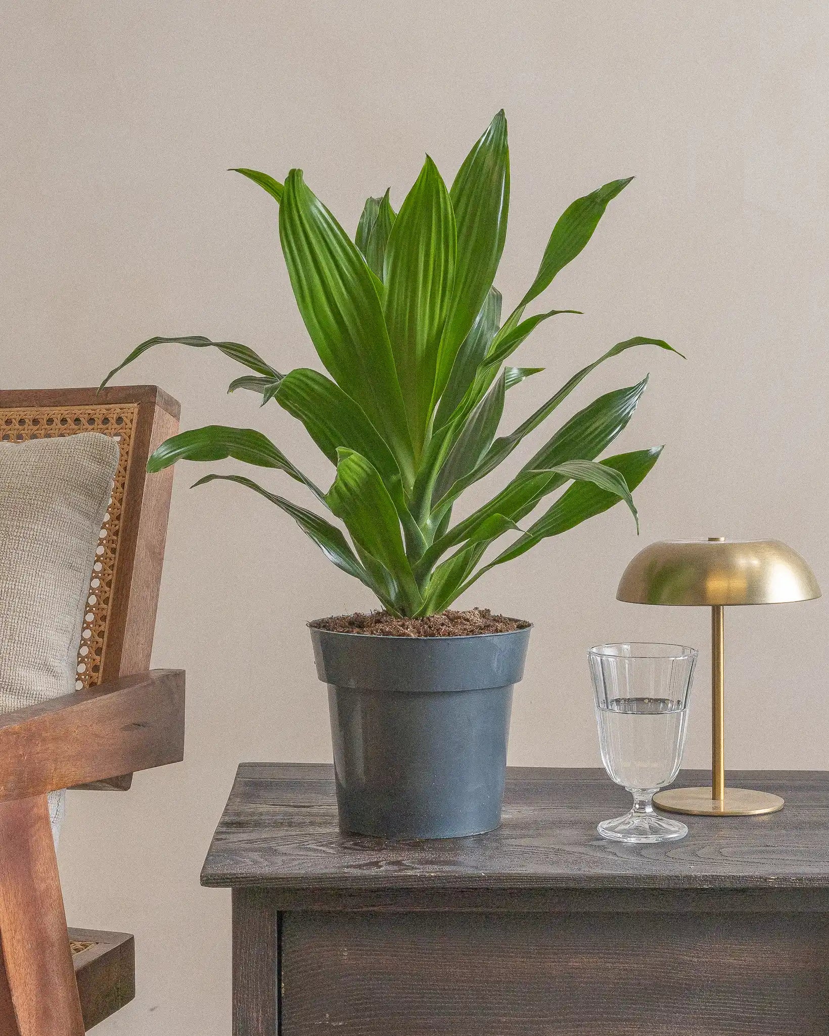 Small-Baby-Jade-Dragon-30cm-Nursery-Default-Plntd-Lifestyle