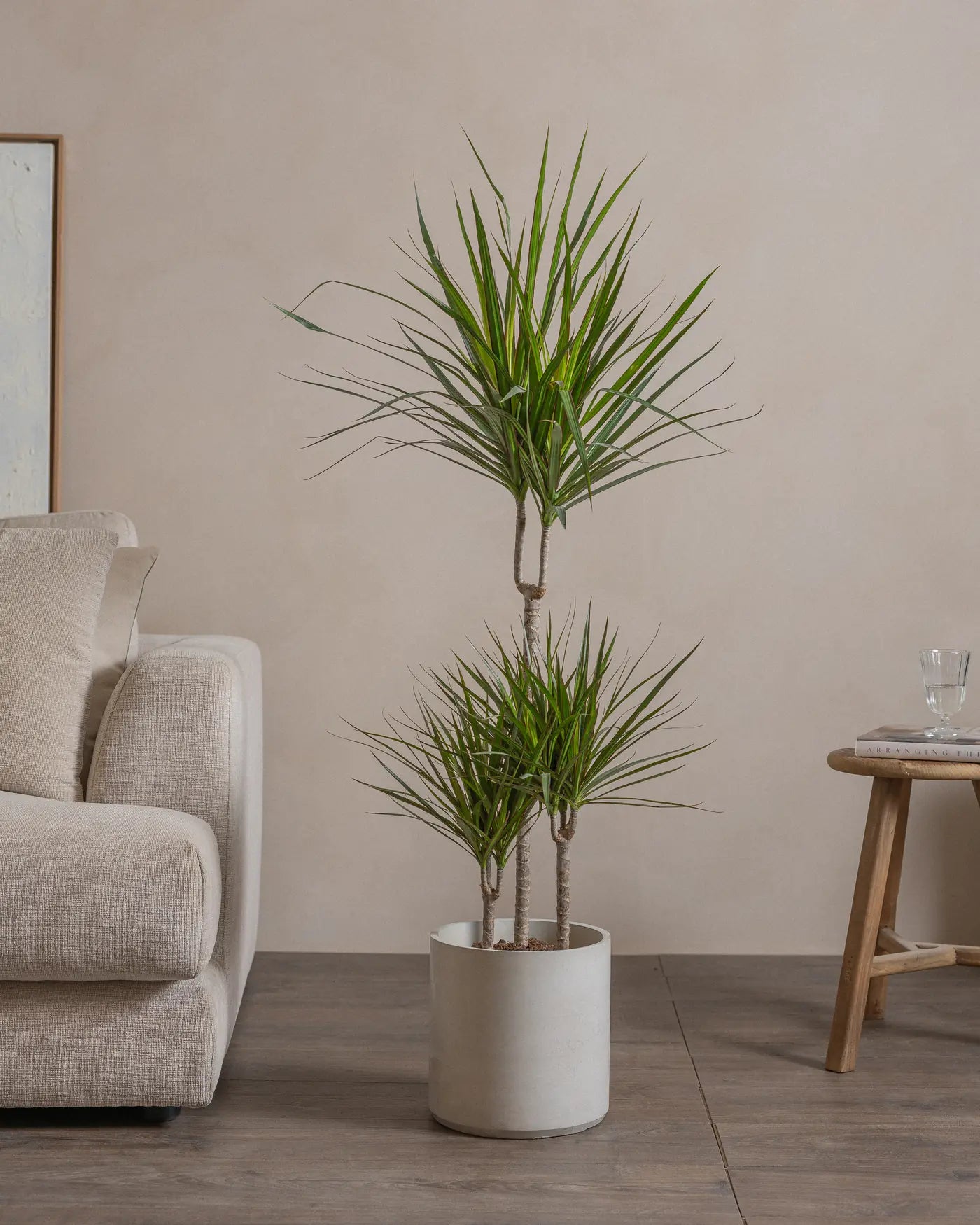 Small-Crimson-Dragon-Tree-120cm-Circle-Cement-Grey-Plntd-Lifestyle-12