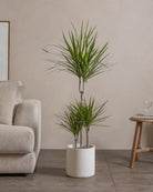 Small-Crimson-Dragon-Tree-120cm-Circle-Chalk-White-Plntd-Lifestyle-10
