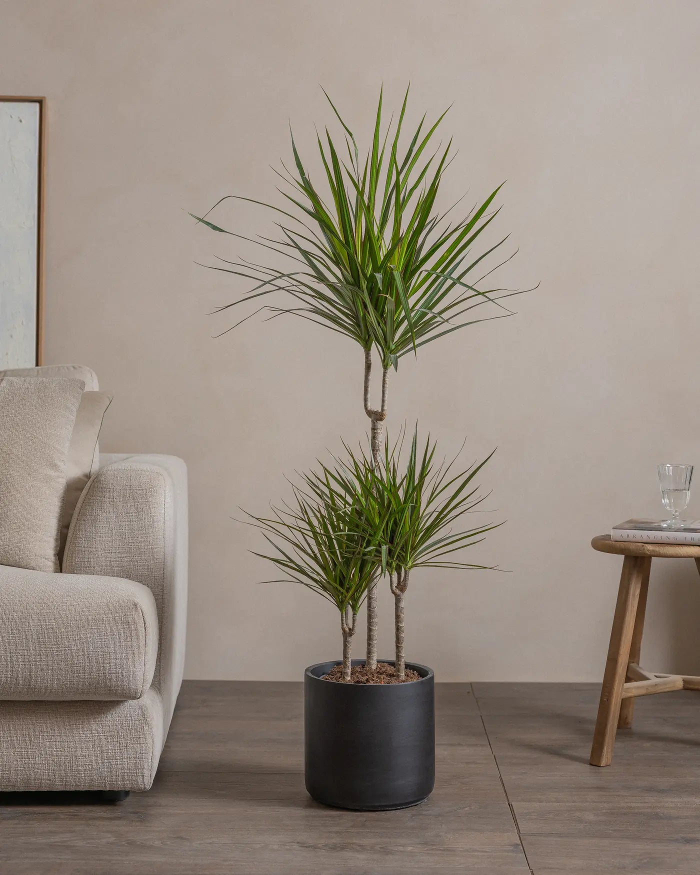 Small-Crimson-Dragon-Tree-120cm-Circle-Charcoal-Black-Plntd-Lifestyle-15