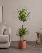 Small-Crimson-Dragon-Tree-120cm-Circle-Corvan-Red-Plntd-Lifestyle-13