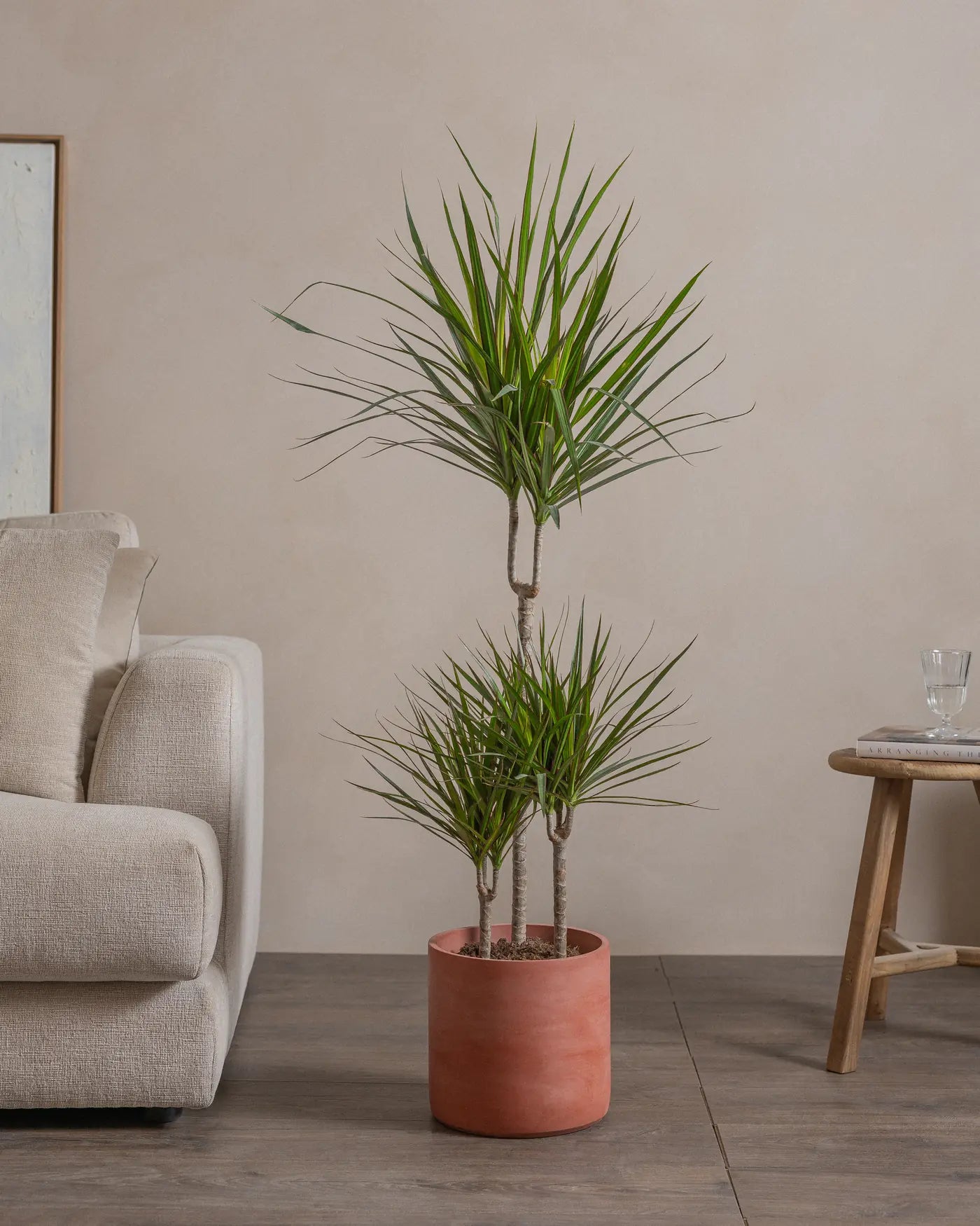 Small-Crimson-Dragon-Tree-120cm-Circle-Corvan-Red-Plntd-Lifestyle-13