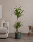 Small-Crimson-Dragon-Tree-120cm-Circle-Olive-Green-Plntd-Lifestyle-14