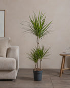Small-Crimson-Dragon-Tree-120cm-Nursery-Default-Plntd-Lifestyle-16