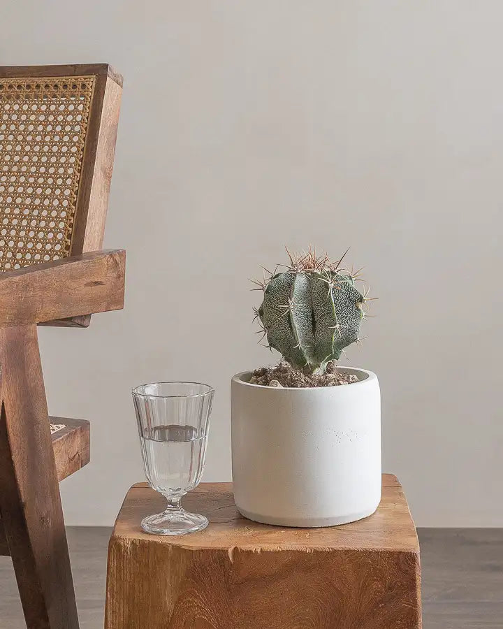 Small-Dome-Cactus-15cm-Circle-Chalk-White-Plntd-Lifestyle