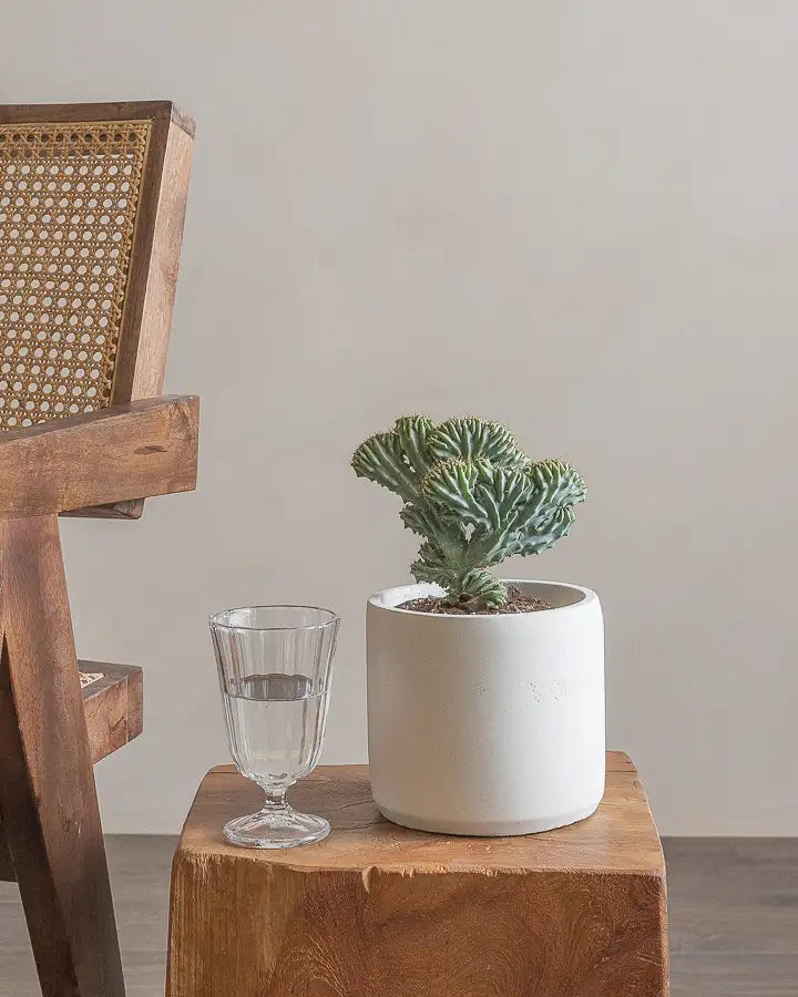 Small-Fuku-Cactus-15cm-Circle-Chalk-White-Plntd-Lifestyle