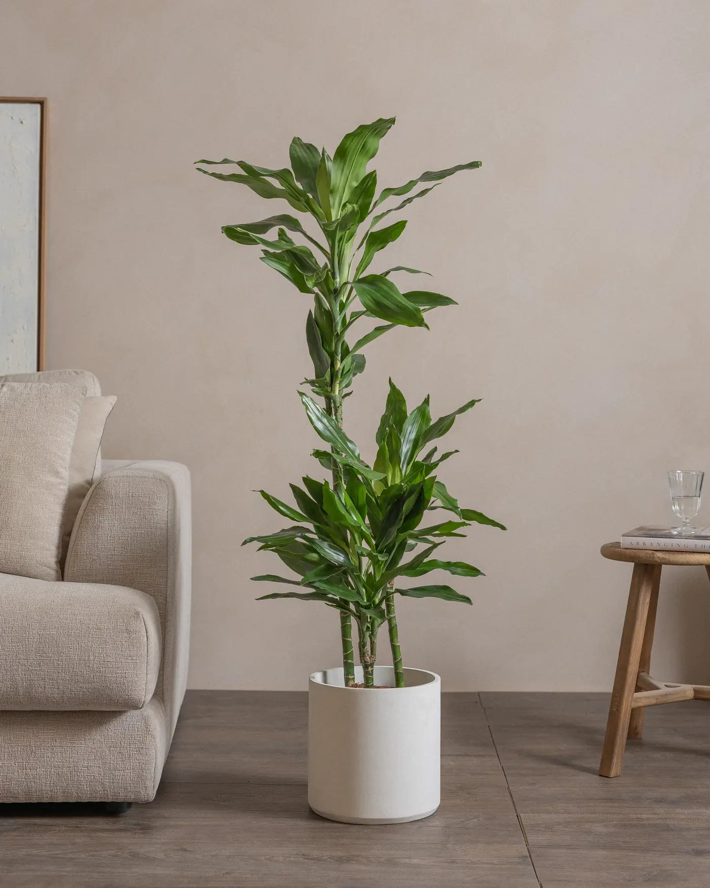 Small-Jade-Dragon-Tree-120cm-Circle-Chalk-White-Plntd-Lifestyle-11