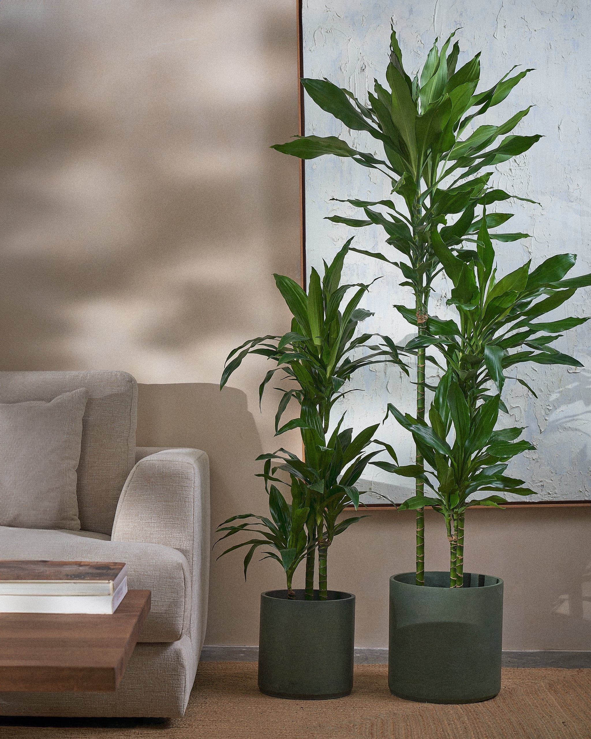 Small-Jade-Dragon-Tree-Plntd-Lifestyle