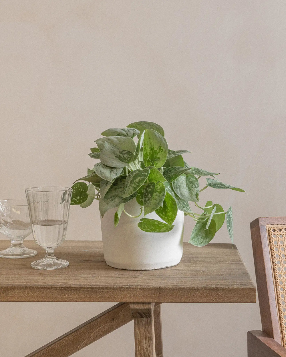 Small-Silver-Pothos-50cm-Circle-Chalk-White-Plntd-Lifestyle-2