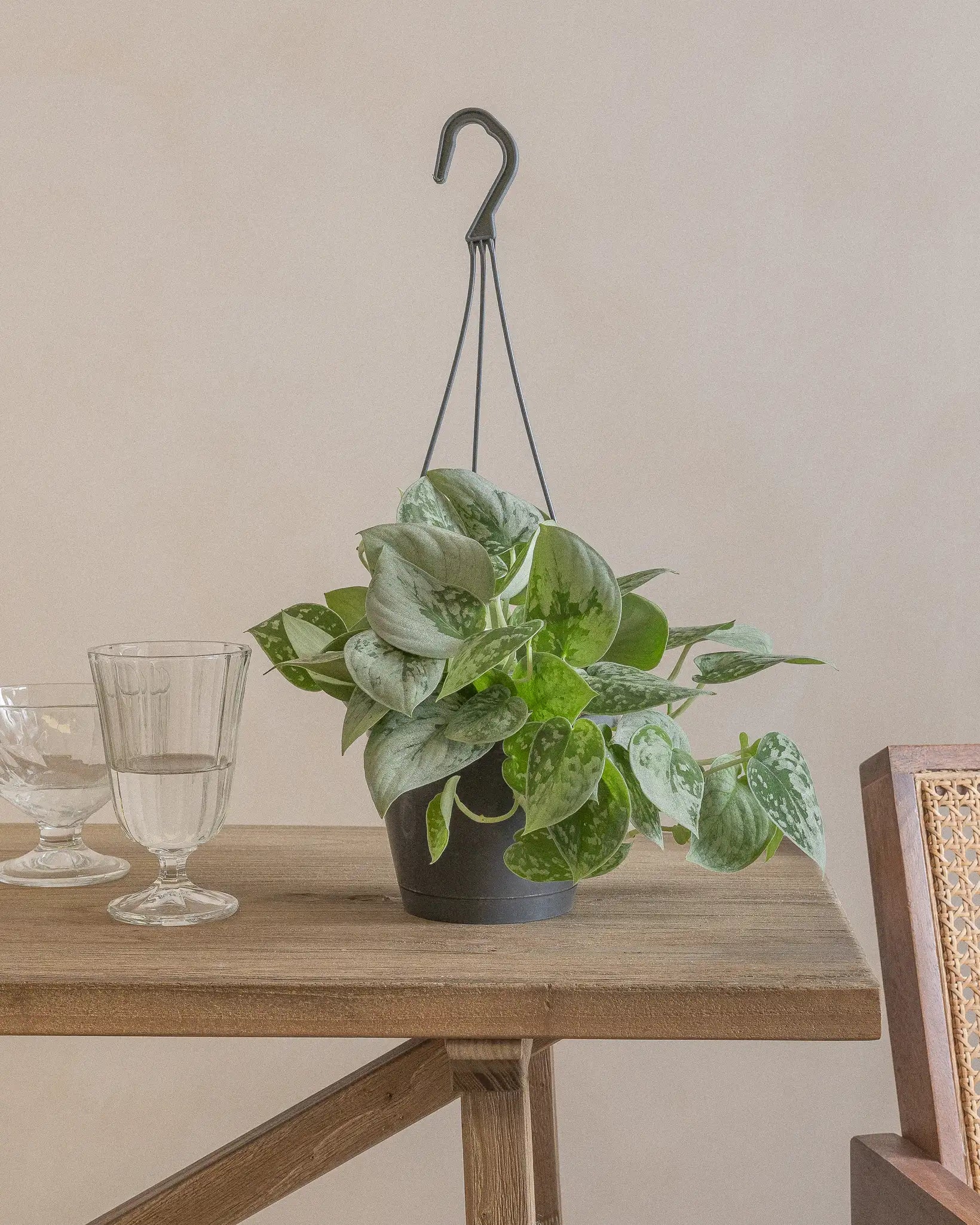 Small-Silver-Pothos-50cm-Nursery-Default-Plntd-Lifestyle