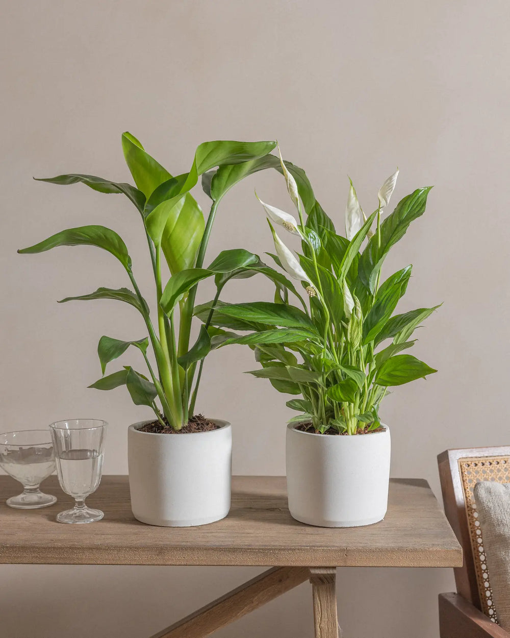 Small-Small-Queens-Set-Plntd-Lifestyle