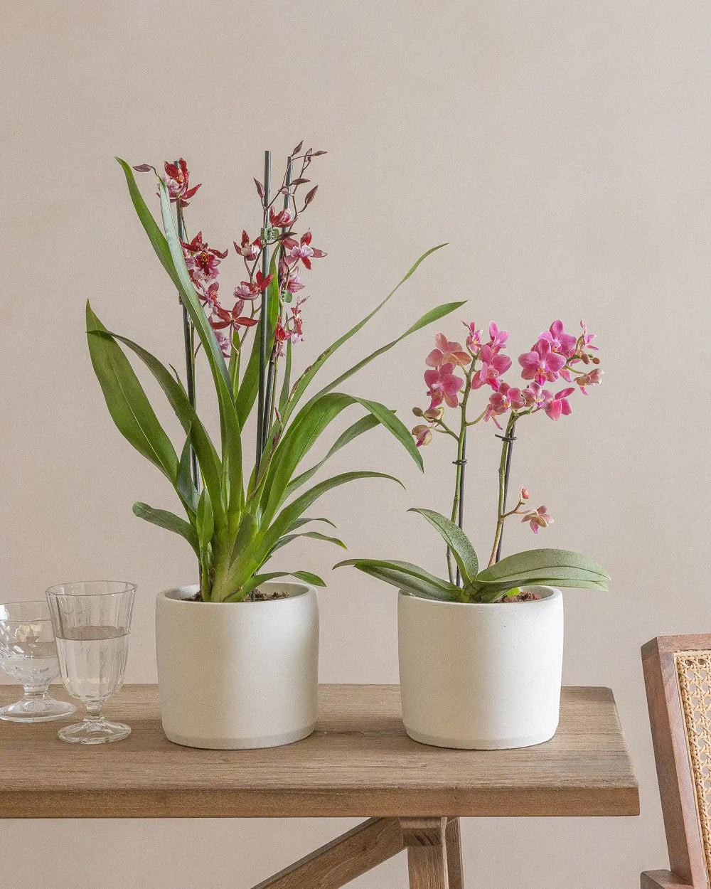 Small-Sweetheart-Set-Plntd-Lifestyle