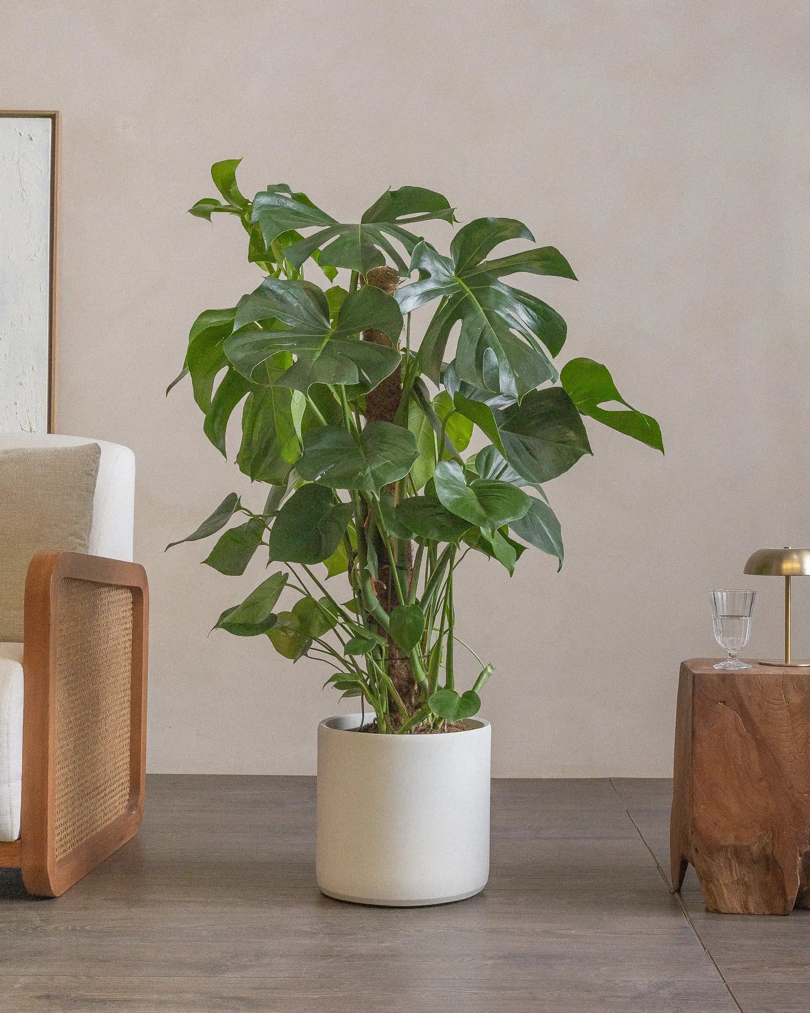 Small-Swiss-Cheese-Plant-130cm-Circle-Chalk-White-Plntd-Lifestyle-2