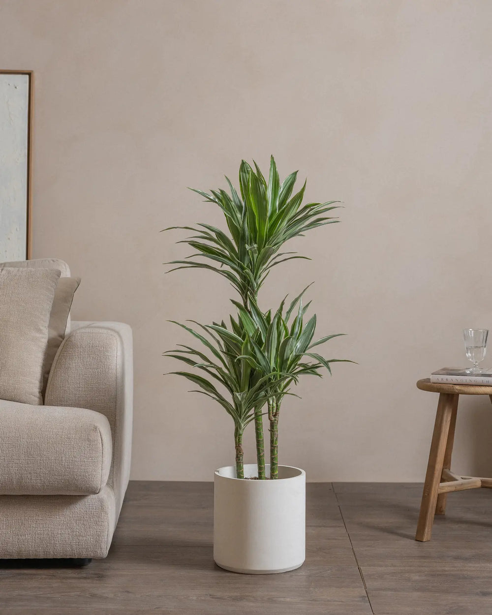 Small-White-Stripe-Dragon-Tree-120cm-Circle-Chalk-White-Plntd-Lifestyle-11