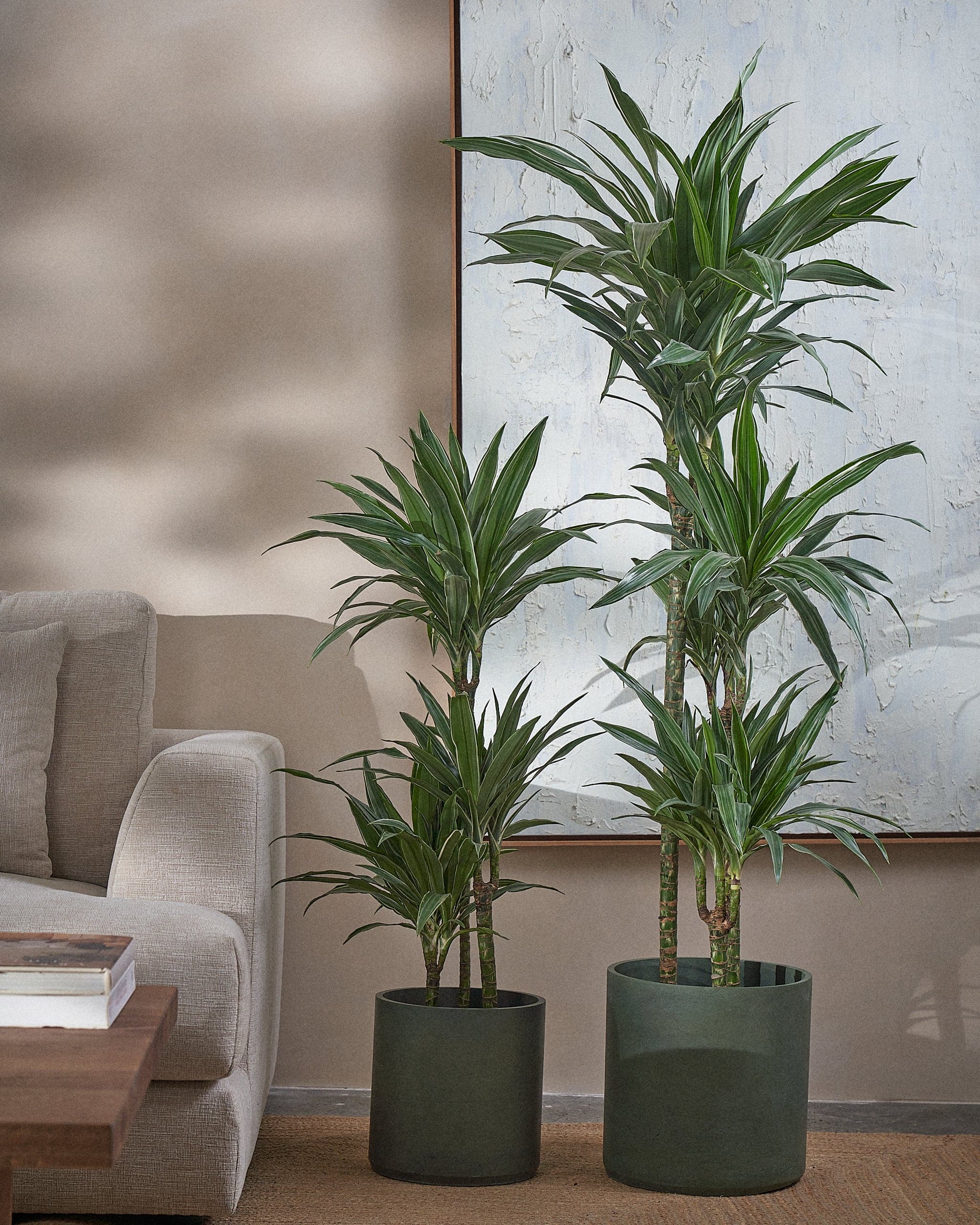 Small-White-Stripe-Dragon-Tree-Plntd-Lifestyle