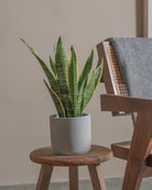 Snake-Plant-40cm-Circle-Cement-Grey-Plntd-Lifestyle-38