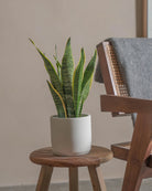 Snake-Plant-40cm-Circle-Chalk-White-Plntd-Lifestyle-27