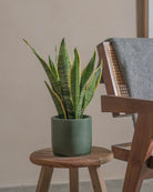 Snake-Plant-40cm-Circle-Olive-Green-Plntd-Lifestyle-28