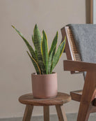 Snake-Plant-40cm-Circle-Rose-Pink-Plntd-Lifestyle-35