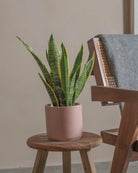 Snake-Plant-40cm-Circle-Rose-Pink-Plntd-Lifestyle-39_434db086-1db7-4f3f-a9e8-917264d3a6bb