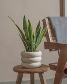 Snake-Plant-40cm-Meyer-Chalk-White-Plntd-Lifestyle-26