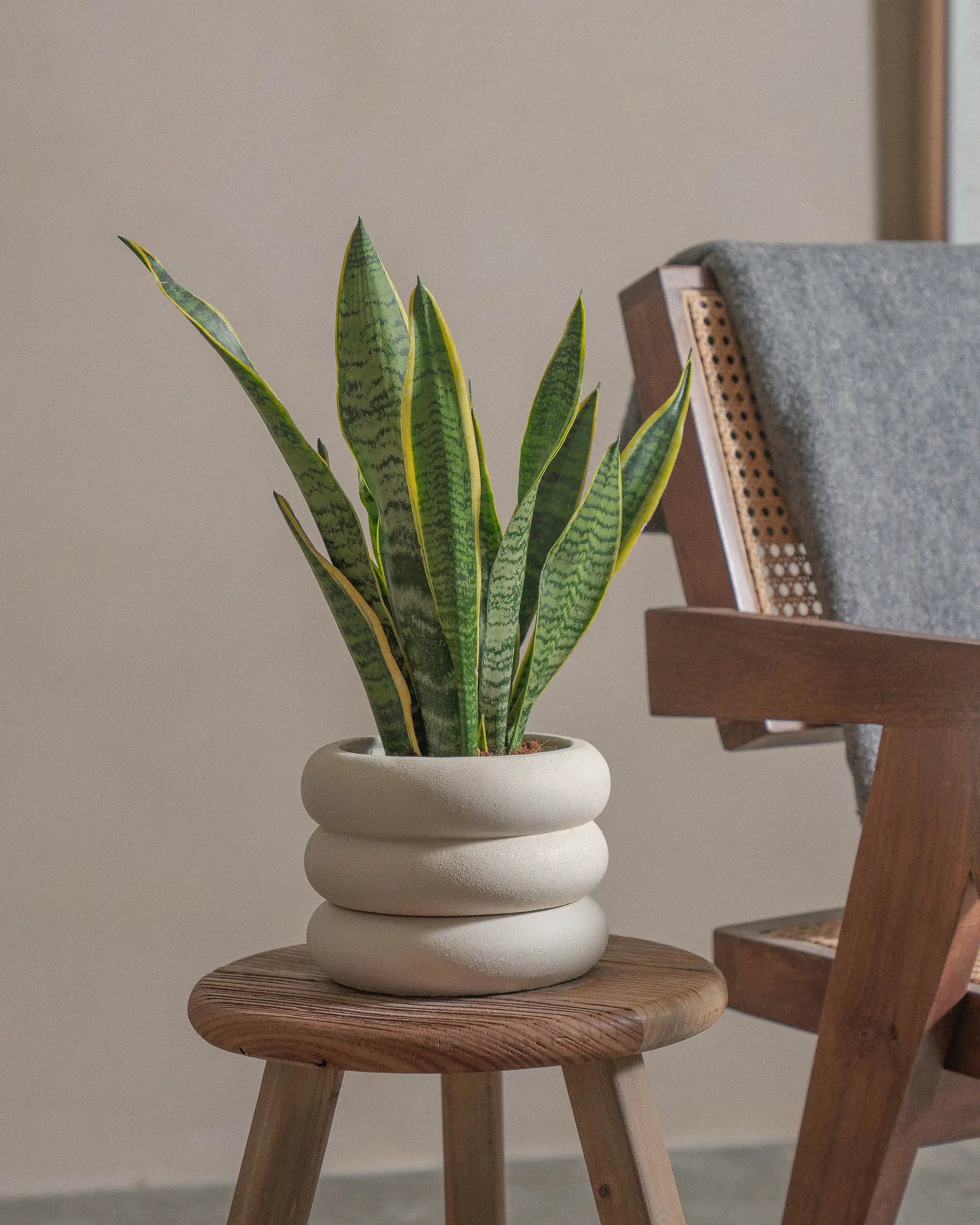 Snake-Plant-40cm-Meyer-Chalk-White-Plntd-Lifestyle-28