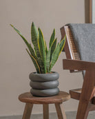 Snake-Plant-40cm-Meyer-Ember-Plntd-Lifestyle-32