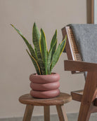 Snake-Plant-40cm-Meyer-Old-Red-Plntd-Lifestyle-25