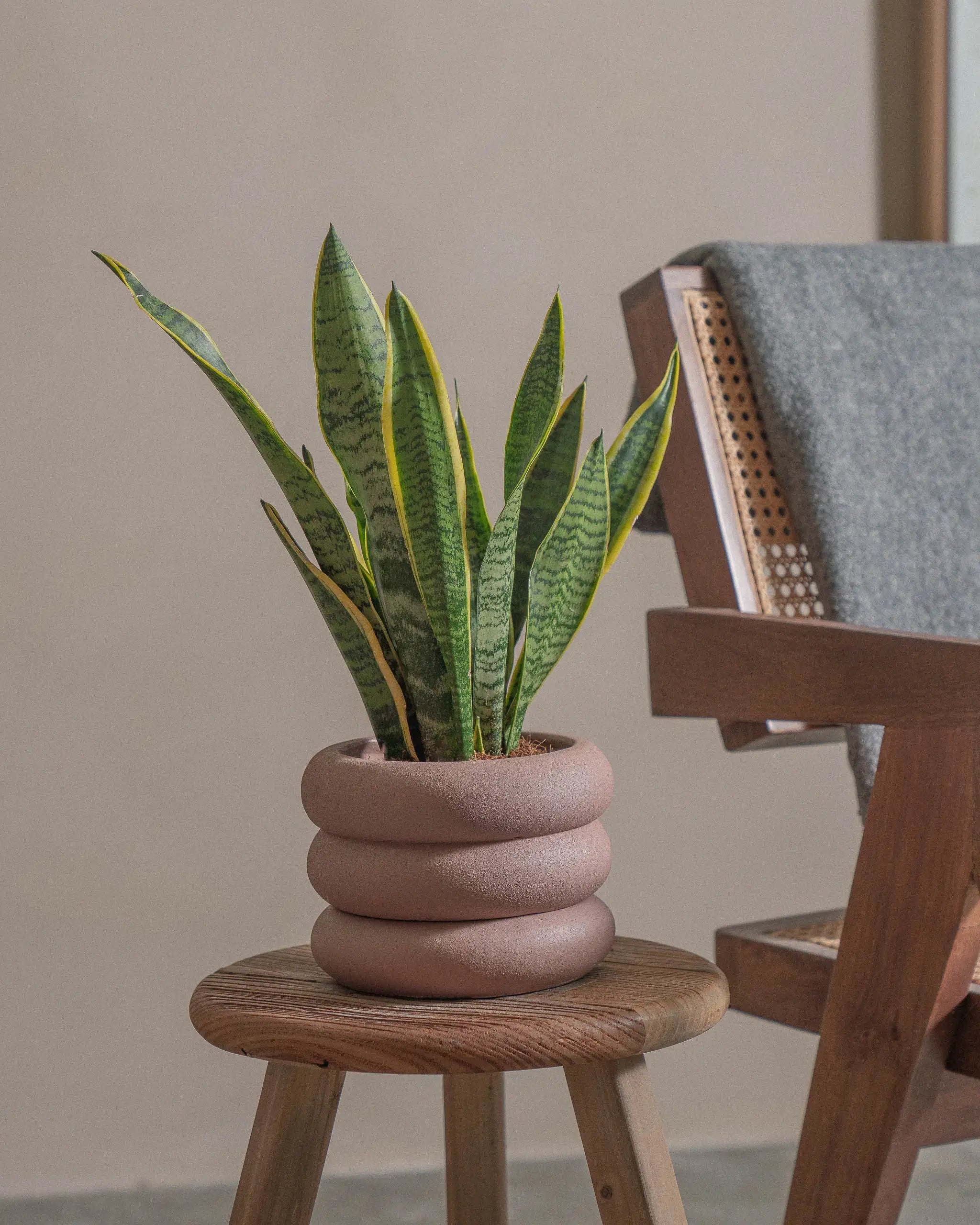 Snake-Plant-40cm-Meyer-Rose-Pink-Plntd-Lifestyle-25