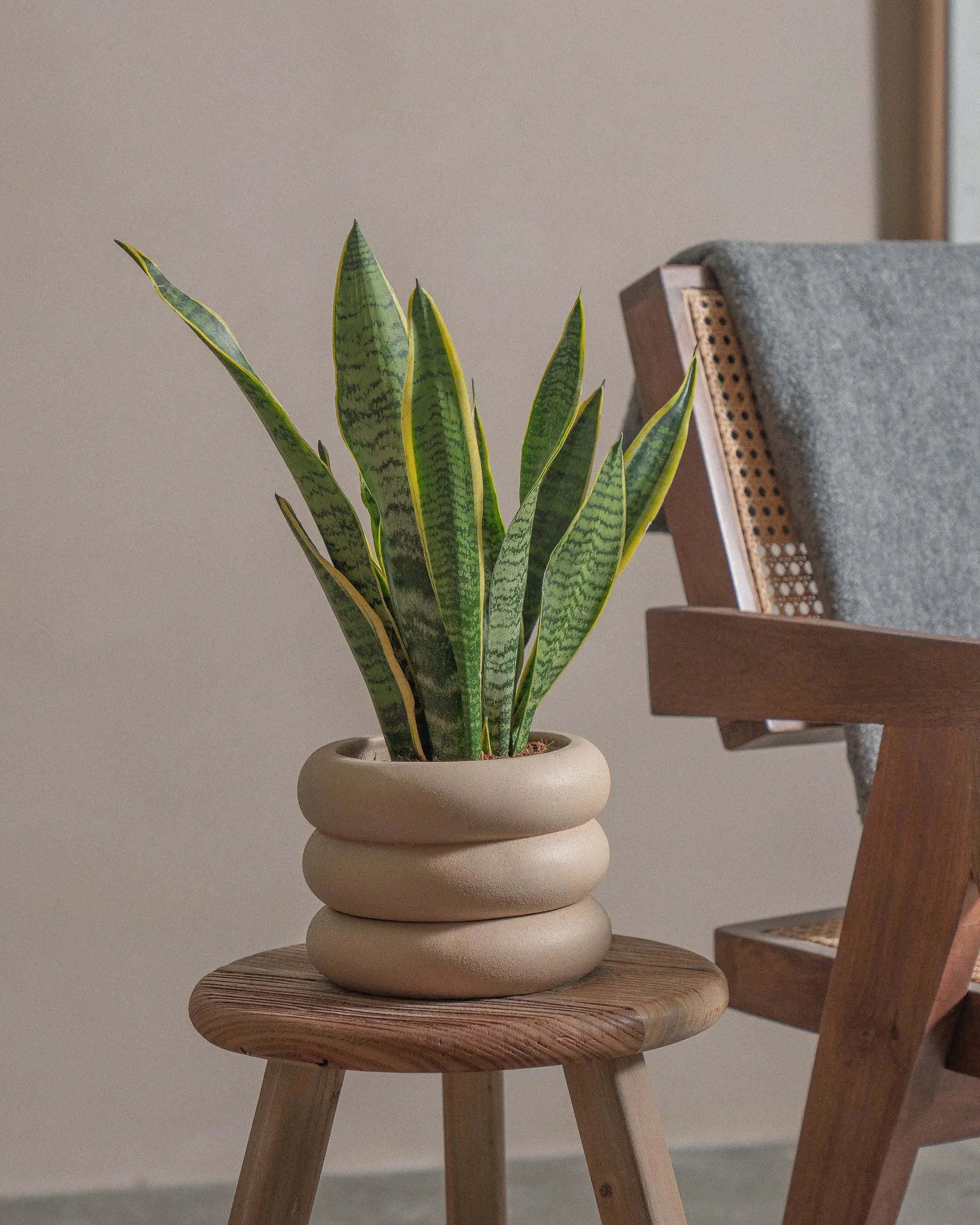 Snake-Plant-40cm-Meyer-Sand-Plntd-Lifestyle-29