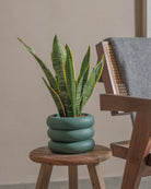 Snake-Plant-40cm-Meyer-Slate-Green-Plntd-Lifestyle-26