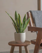 Snake-Plant-40cm-Round-Chalk-White-Plntd-Lifestyle-41