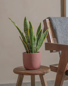 Snake-Plant-40cm-Round-Old-Red-Plntd-Lifestyle-42