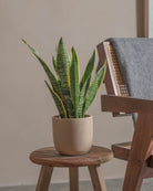 Snake-Plant-40cm-Round-Sand-Plntd-Lifestyle-40