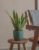 Snake-Plant-40cm-Round-Slate-Green-Plntd-Lifestyle-30