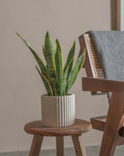 Snake-Plant-40cm-Runic-Chalk-White-Plntd-Lifestyle-36