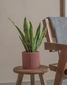 Snake-Plant-40cm-Runic-Old-Red-Plntd-Lifestyle-43