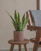 Snake-Plant-40cm-Runic-Rose-Pink-Plntd-Lifestyle-31