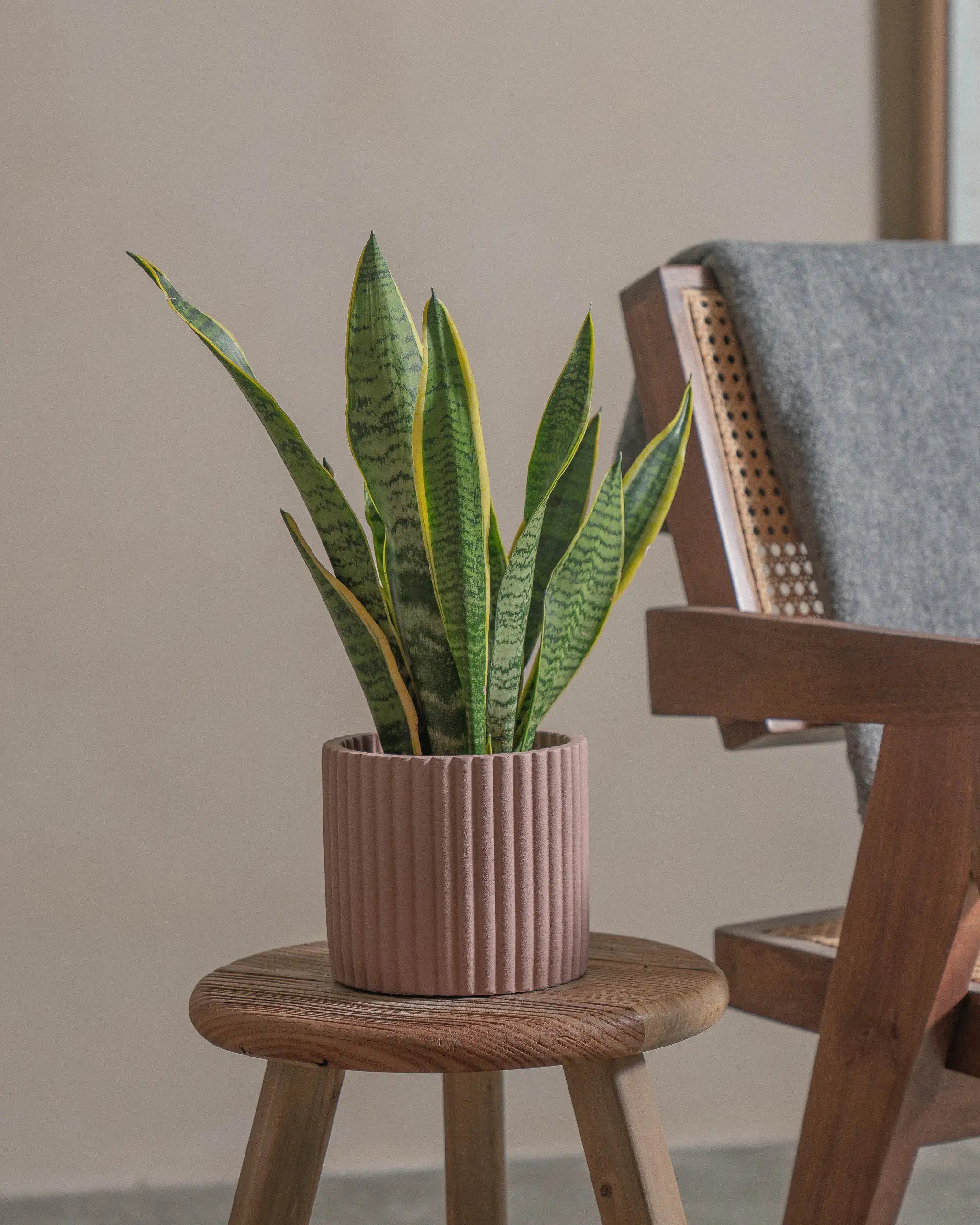 Snake-Plant-40cm-Runic-Rose-Pink-Plntd-Lifestyle-31