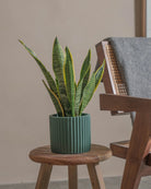 Snake-Plant-40cm-Runic-Slate-Green-Plntd-Lifestyle-45