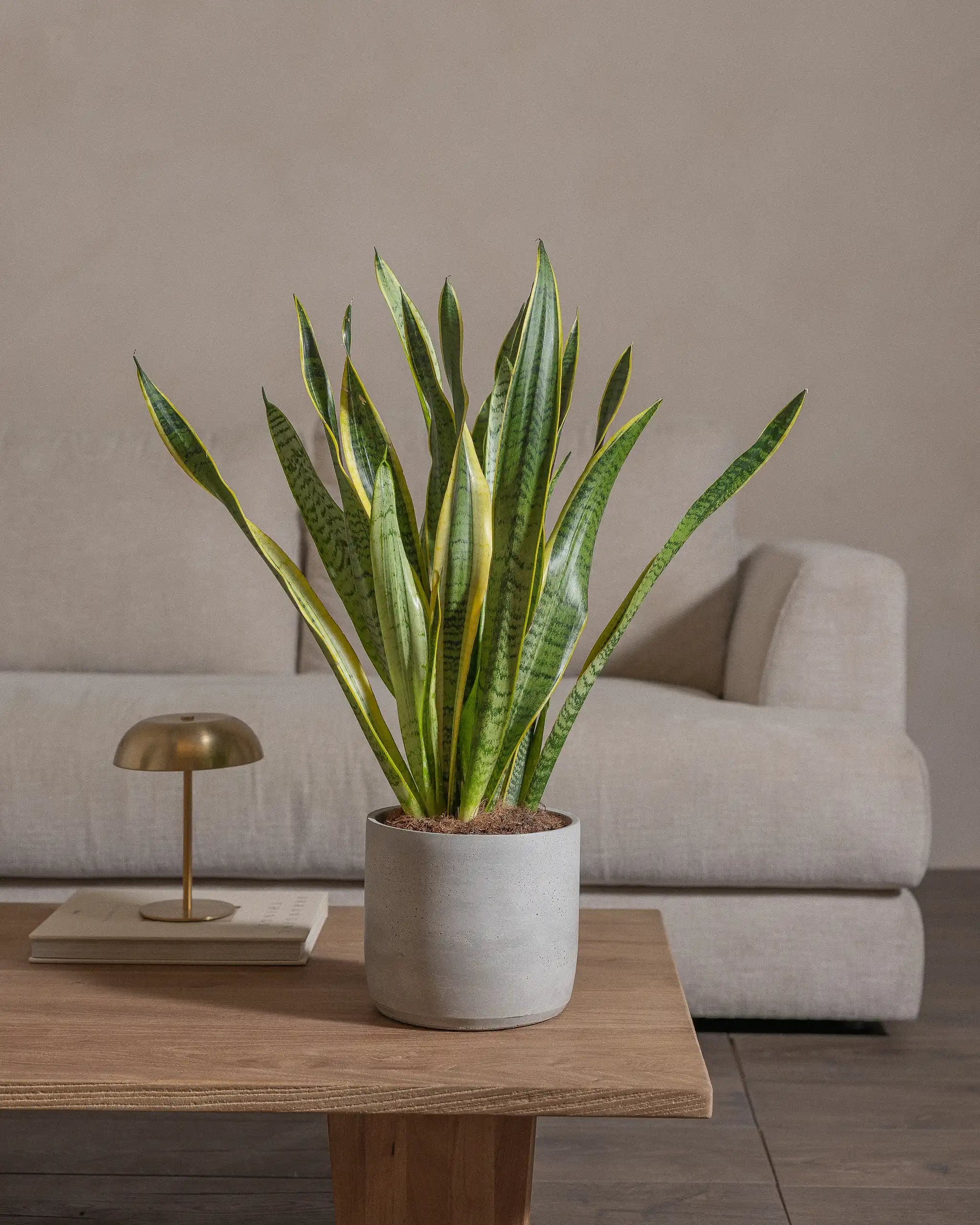 Snake-Plant-60cm-Circle-Cement-Grey-Plntd-Lifestyle-51