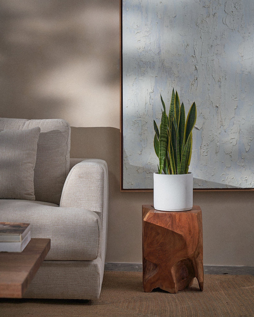 Snake Plant-60cm-Circle-Chalk White-Plntd-Lifestyle