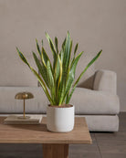 Snake-Plant-60cm-Circle-Chalk-White-Plntd-Lifestyle-54