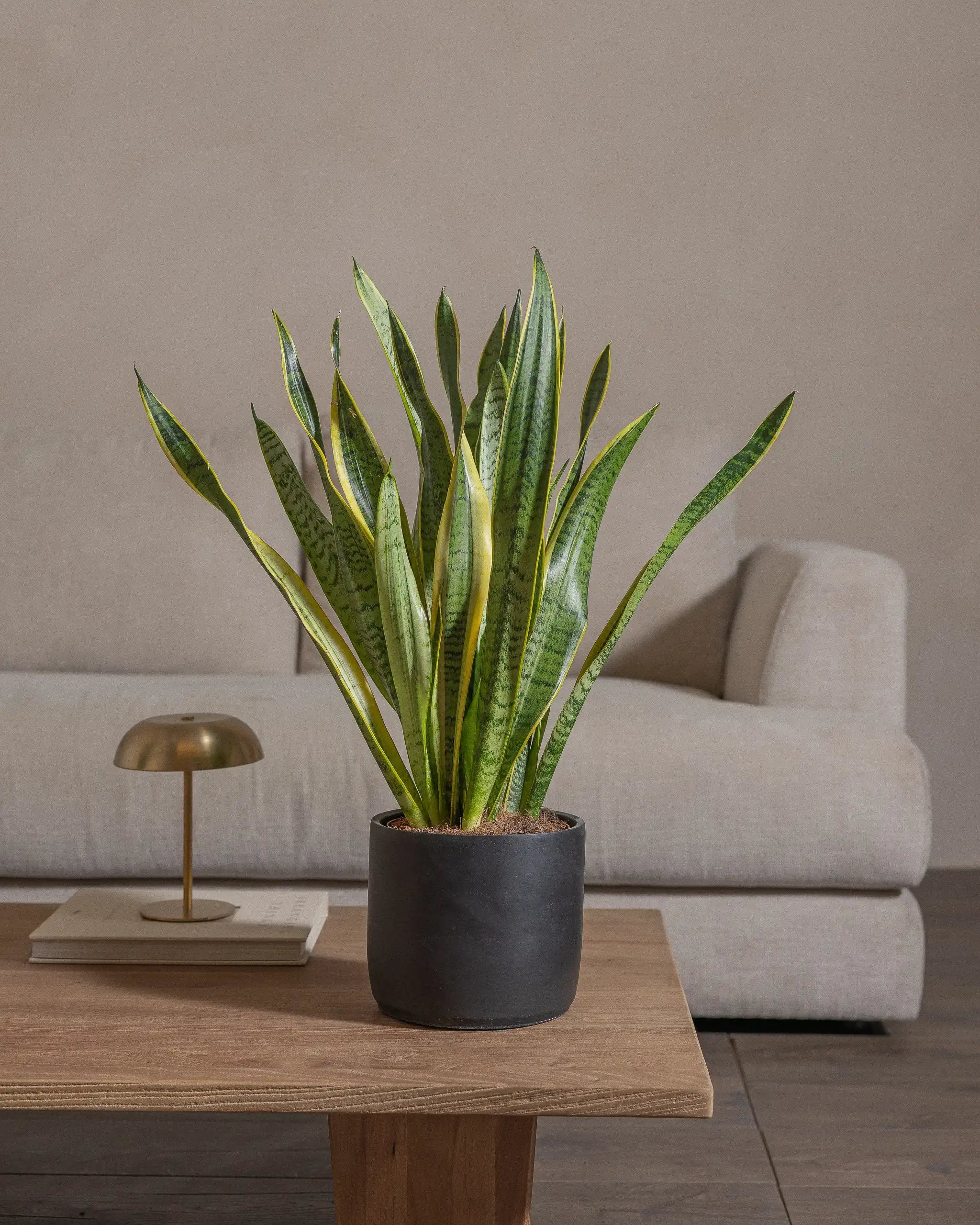 Snake-Plant-60cm-Circle-Charcoal-Black-Plntd-Lifestyle-50