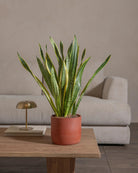 Snake-Plant-60cm-Circle-Corvan-Red-Plntd-Lifestyle-53