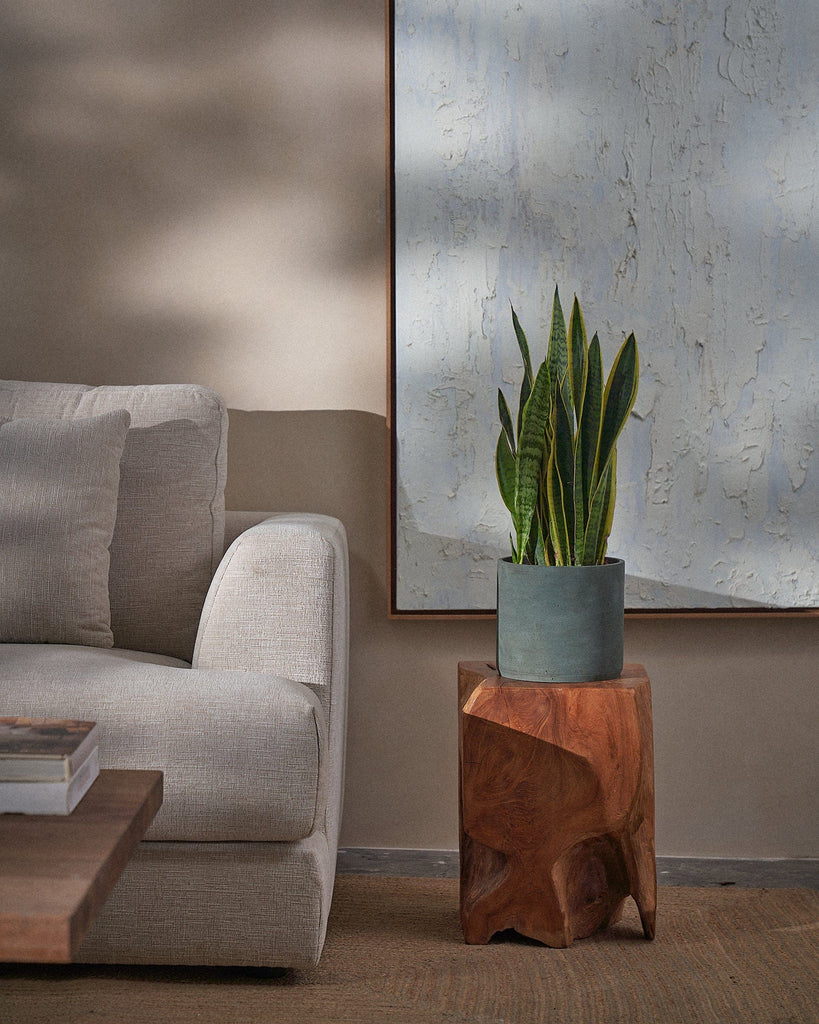 Snake Plant-60cm-Circle-Olive Green-Plntd-Lifestyle
