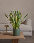 Snake-Plant-60cm-Circle-Olive-Green-Plntd-Lifestyle-48