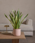 Snake-Plant-60cm-Circle-Rose-Pink-Plntd-Lifestyle-52