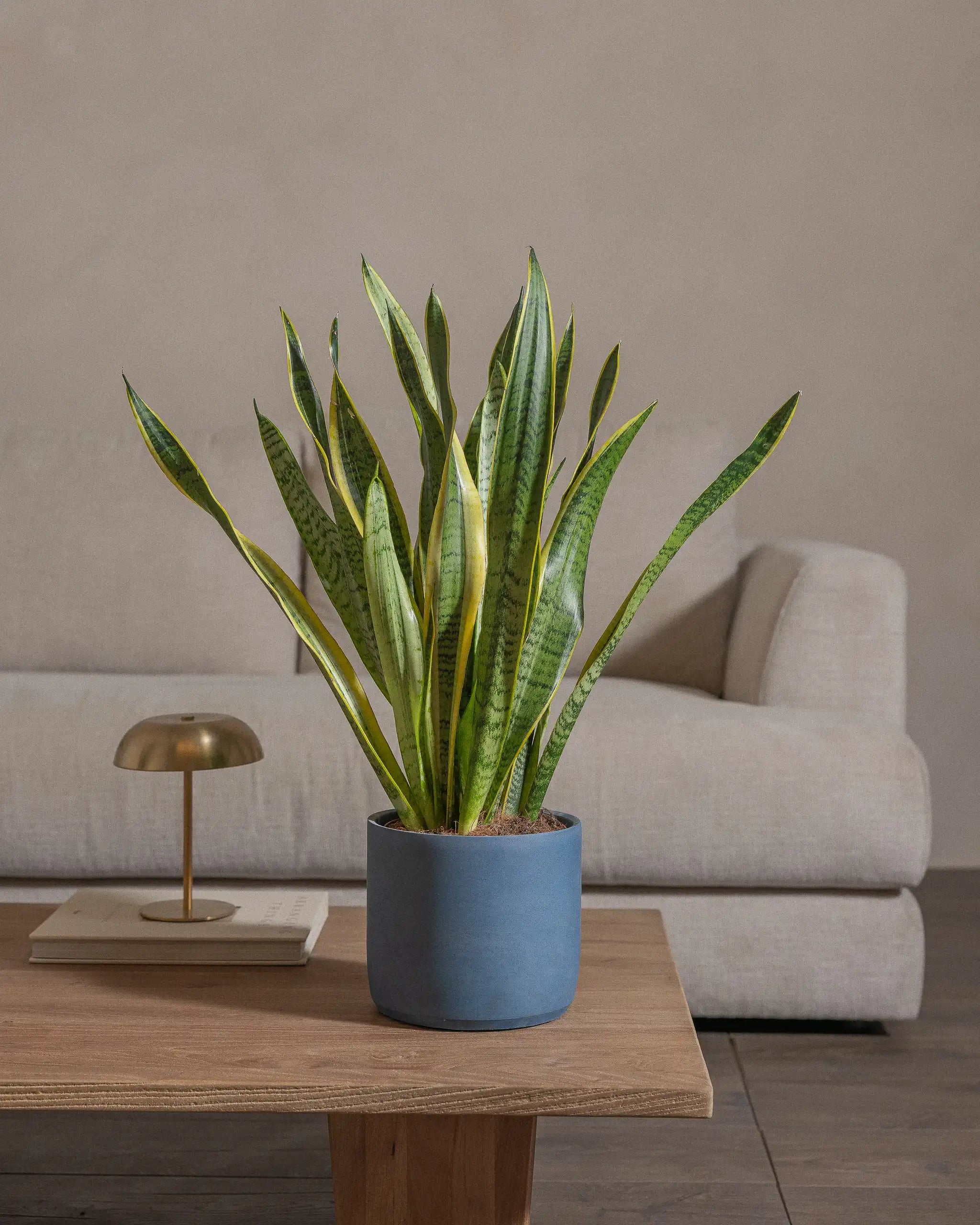 Snake-Plant-60cm-Circle-Teia-Blue-Plntd-Lifestyle-49